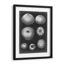 Alabaster Shells Iv - Vision Studio | Cuadro decorativo de Canvas Lab