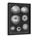 Alabaster Shells Iv - Vision Studio | Cuadro decorativo de Canvas Lab