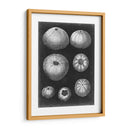 Alabaster Shells Iv - Vision Studio | Cuadro decorativo de Canvas Lab