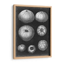 Alabaster Shells Iv - Vision Studio | Cuadro decorativo de Canvas Lab