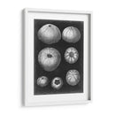 Alabaster Shells Iv - Vision Studio | Cuadro decorativo de Canvas Lab