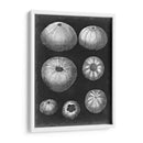 Alabaster Shells Iv - Vision Studio | Cuadro decorativo de Canvas Lab