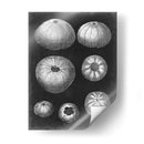 Alabaster Shells Iv - Vision Studio | Cuadro decorativo de Canvas Lab