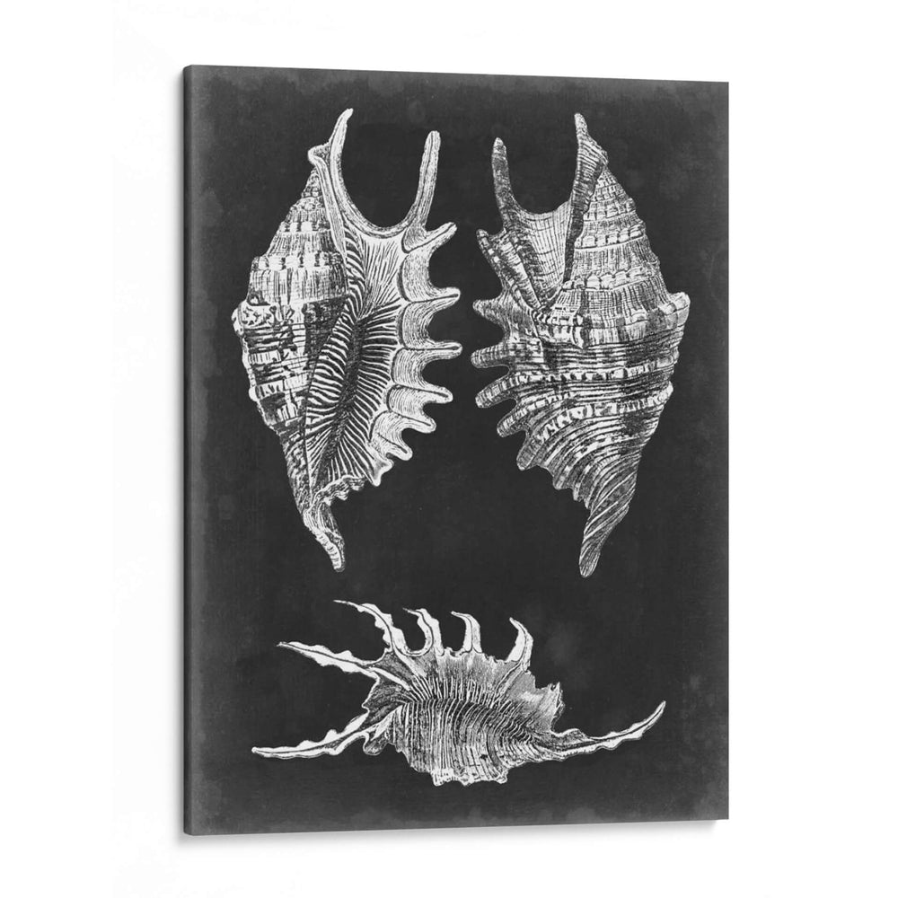 Alabaster Shells V - Vision Studio | Cuadro decorativo de Canvas Lab