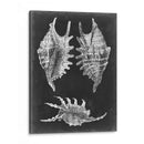 Alabaster Shells V - Vision Studio | Cuadro decorativo de Canvas Lab