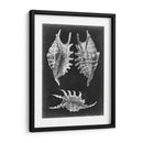 Alabaster Shells V - Vision Studio | Cuadro decorativo de Canvas Lab