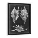 Alabaster Shells V - Vision Studio | Cuadro decorativo de Canvas Lab