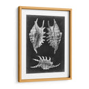 Alabaster Shells V - Vision Studio | Cuadro decorativo de Canvas Lab