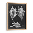 Alabaster Shells V - Vision Studio | Cuadro decorativo de Canvas Lab