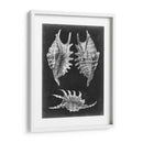 Alabaster Shells V - Vision Studio | Cuadro decorativo de Canvas Lab