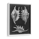 Alabaster Shells V - Vision Studio | Cuadro decorativo de Canvas Lab
