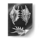 Alabaster Shells V - Vision Studio | Cuadro decorativo de Canvas Lab