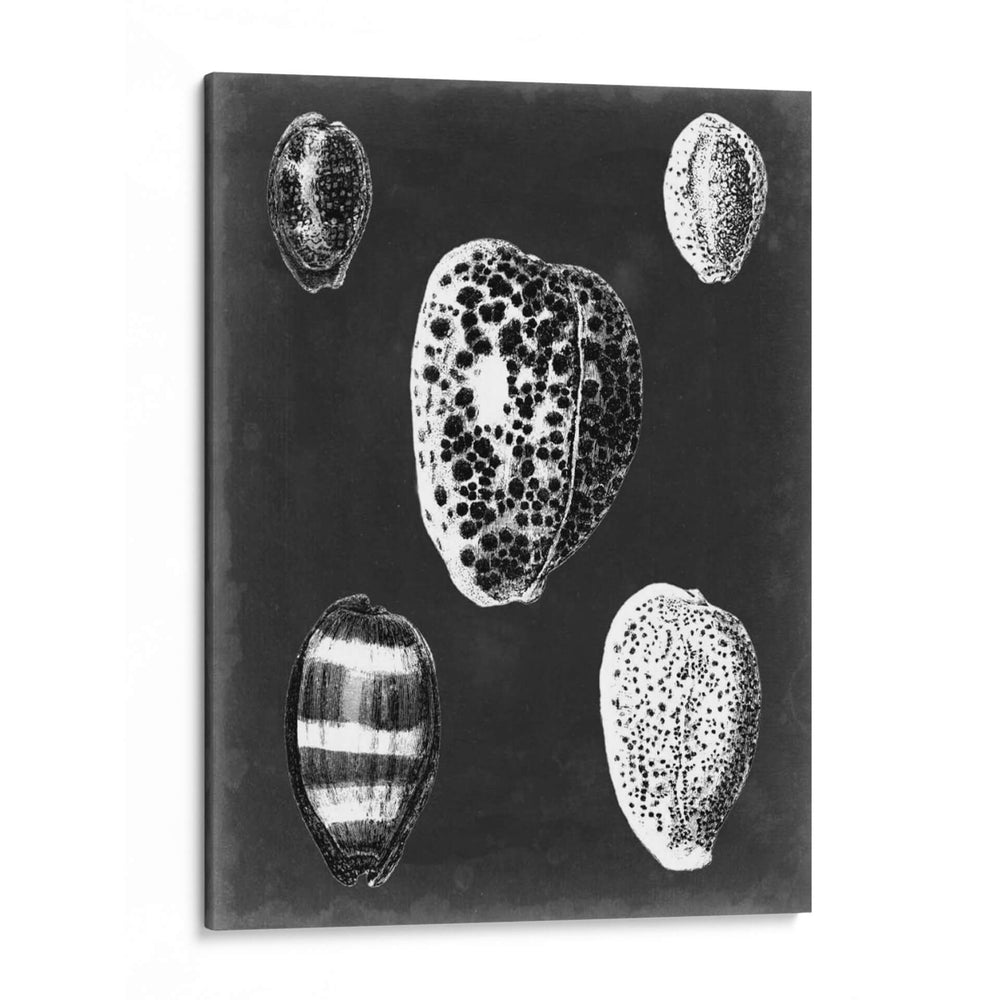 Alabaster Shells Vi - Vision Studio | Cuadro decorativo de Canvas Lab