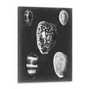 Alabaster Shells Vi - Vision Studio | Cuadro decorativo de Canvas Lab