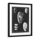 Alabaster Shells Vi - Vision Studio | Cuadro decorativo de Canvas Lab