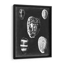 Alabaster Shells Vi - Vision Studio | Cuadro decorativo de Canvas Lab