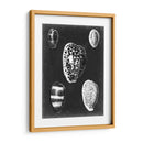 Alabaster Shells Vi - Vision Studio | Cuadro decorativo de Canvas Lab