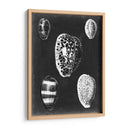 Alabaster Shells Vi - Vision Studio | Cuadro decorativo de Canvas Lab