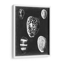 Alabaster Shells Vi - Vision Studio | Cuadro decorativo de Canvas Lab