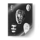 Alabaster Shells Vi - Vision Studio | Cuadro decorativo de Canvas Lab