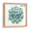Muestras Suculentas I - Grace Popp | Cuadro decorativo de Canvas Lab