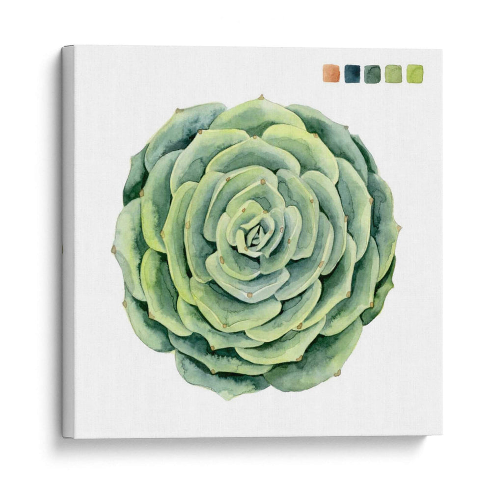 Muestras Suculentas Iv - Grace Popp | Cuadro decorativo de Canvas Lab