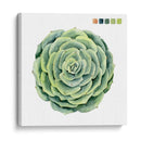 Muestras Suculentas Iv - Grace Popp | Cuadro decorativo de Canvas Lab
