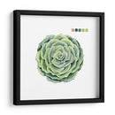 Muestras Suculentas Iv - Grace Popp | Cuadro decorativo de Canvas Lab