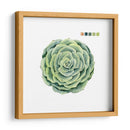 Muestras Suculentas Iv - Grace Popp | Cuadro decorativo de Canvas Lab