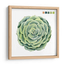 Muestras Suculentas Iv - Grace Popp | Cuadro decorativo de Canvas Lab