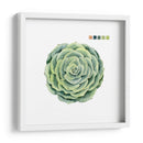 Muestras Suculentas Iv - Grace Popp | Cuadro decorativo de Canvas Lab