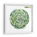 Muestras Suculentas Iv - Grace Popp | Cuadro decorativo de Canvas Lab