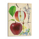 Estudio De Manzana Y Flor Ii - Melissa Wang | Cuadro decorativo de Canvas Lab