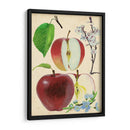 Estudio De Manzana Y Flor Ii - Melissa Wang | Cuadro decorativo de Canvas Lab