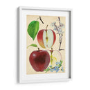 Estudio De Manzana Y Flor Ii - Melissa Wang | Cuadro decorativo de Canvas Lab
