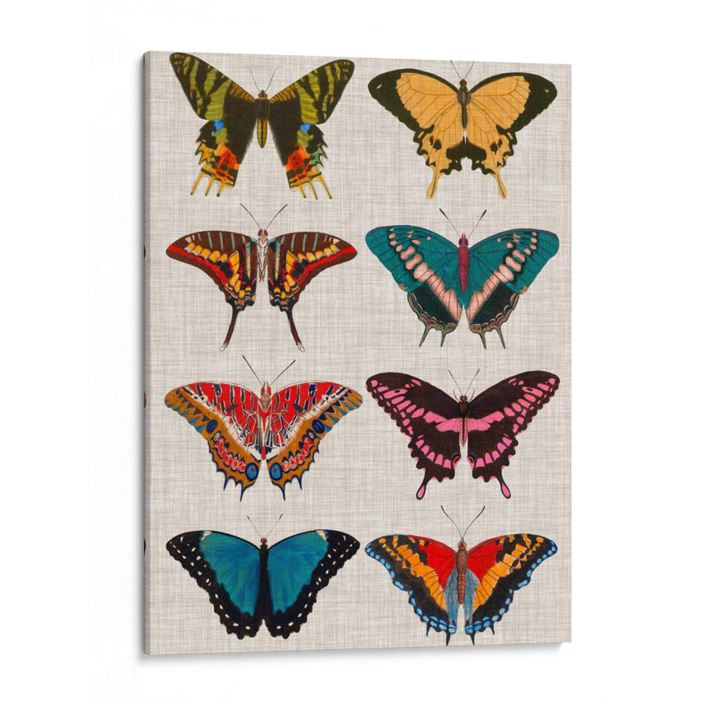 Mariposas Policromadas I - Vision Studio | Cuadro decorativo de Canvas Lab