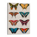 Mariposas Policromadas I - Vision Studio | Cuadro decorativo de Canvas Lab