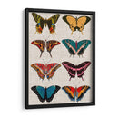 Mariposas Policromadas I - Vision Studio | Cuadro decorativo de Canvas Lab