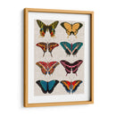 Mariposas Policromadas I - Vision Studio | Cuadro decorativo de Canvas Lab