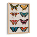 Mariposas Policromadas I - Vision Studio | Cuadro decorativo de Canvas Lab