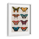 Mariposas Policromadas I - Vision Studio | Cuadro decorativo de Canvas Lab