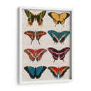 Mariposas Policromadas I - Vision Studio | Cuadro decorativo de Canvas Lab
