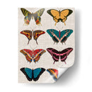 Mariposas Policromadas I - Vision Studio | Cuadro decorativo de Canvas Lab