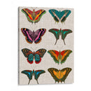 Mariposas Policromadas Ii - Vision Studio | Cuadro decorativo de Canvas Lab