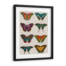 Mariposas Policromadas Ii - Vision Studio | Cuadro decorativo de Canvas Lab