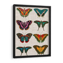 Mariposas Policromadas Ii - Vision Studio | Cuadro decorativo de Canvas Lab