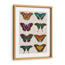 Mariposas Policromadas Ii - Vision Studio | Cuadro decorativo de Canvas Lab