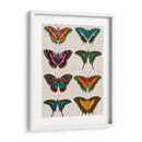 Mariposas Policromadas Ii - Vision Studio | Cuadro decorativo de Canvas Lab