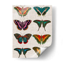 Mariposas Policromadas Ii - Vision Studio | Cuadro decorativo de Canvas Lab
