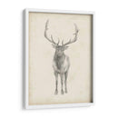 Estudio De Alces - Ethan Harper | Cuadro decorativo de Canvas Lab